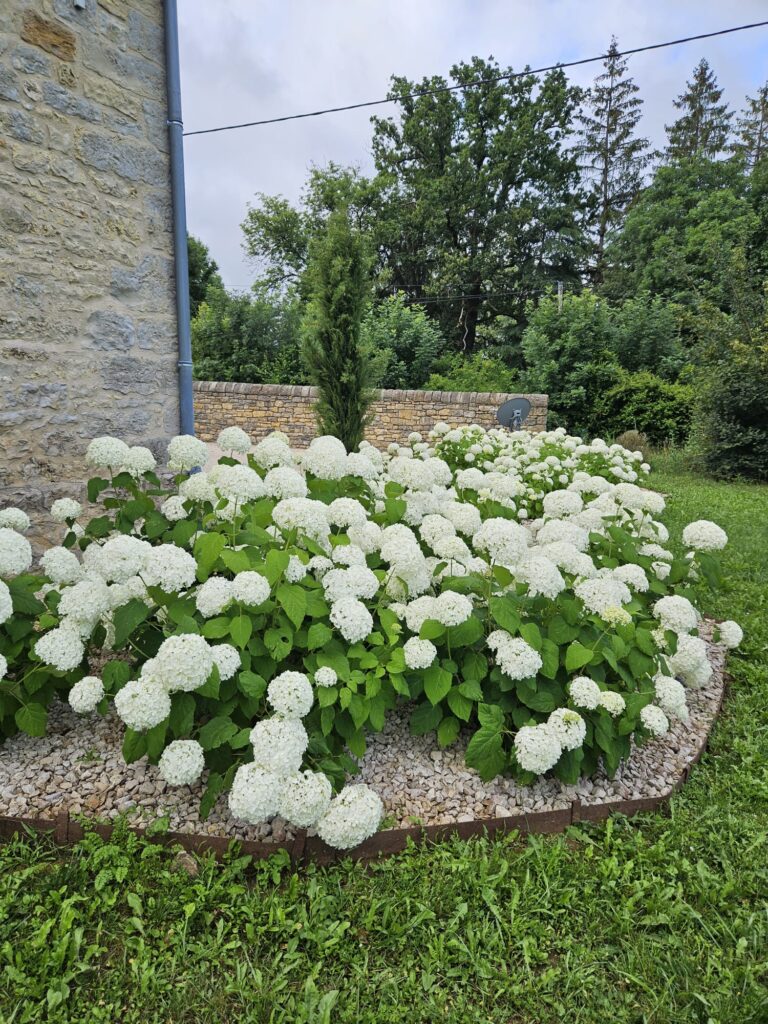 Grand parterre d'hortensias blancs fleuris devant un mur en pierre et des arbres verdoyants. Un tuyau gris descend le long du mur.