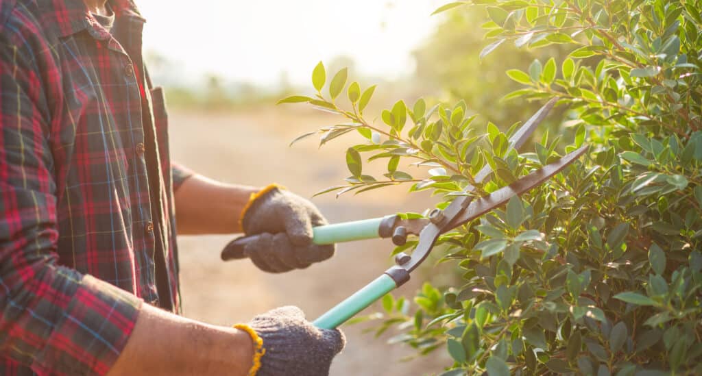 Jardinier en chemise à carreaux et gants taillant un arbuste vert avec de grands sécateurs sous le soleil.